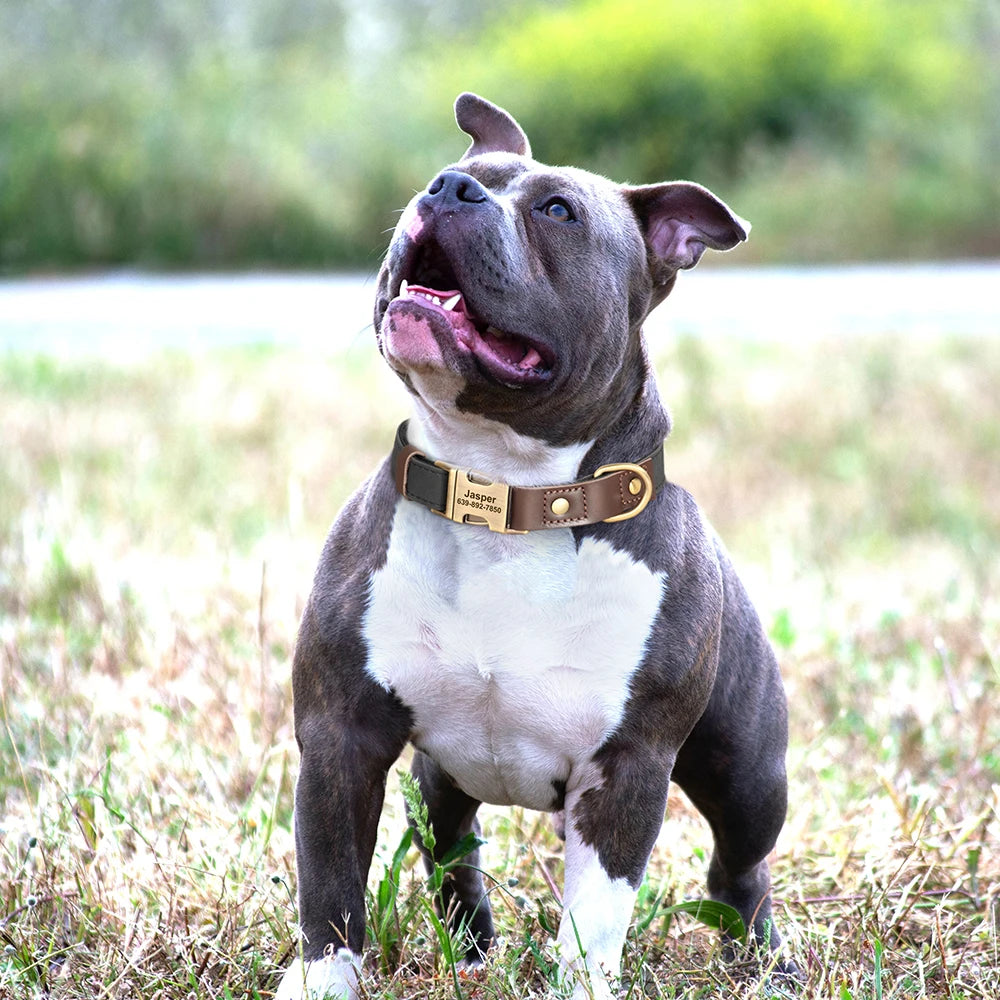 Custom Engraved PU Leather Dog Collar – Personalized Nameplate & Durable Fit